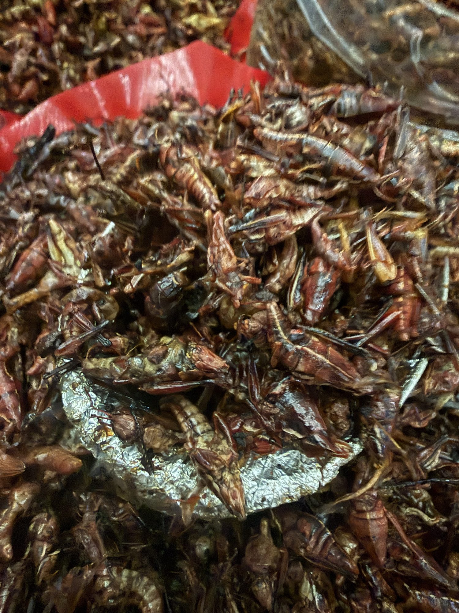 Chapulines aus der Nähe